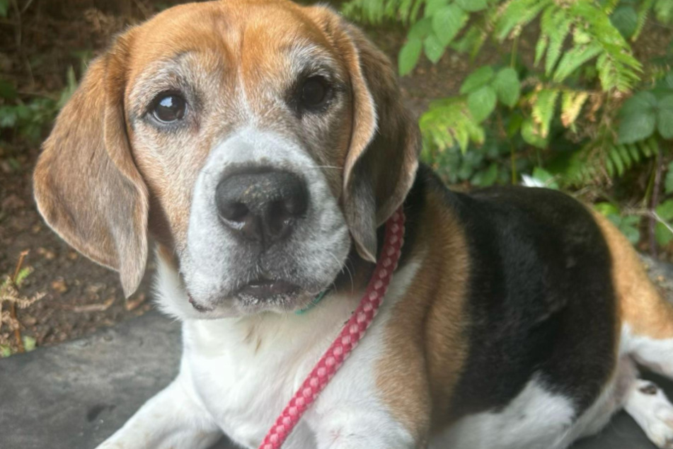The poor dog has been stuck in the shelter for years.