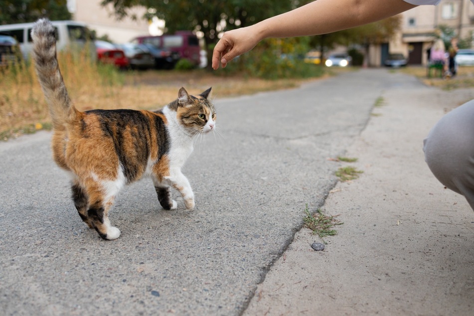 A cat's tail is extremely sensitive and very important for your cat's balance.
