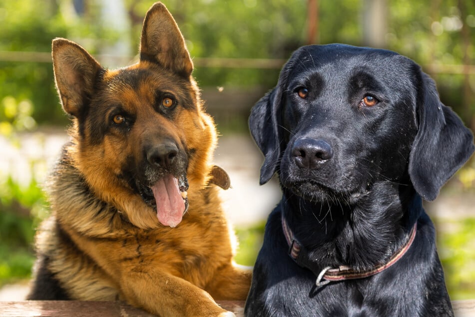 Sheprador: Learn all about the energetic Labrador-Shepherd breed mix