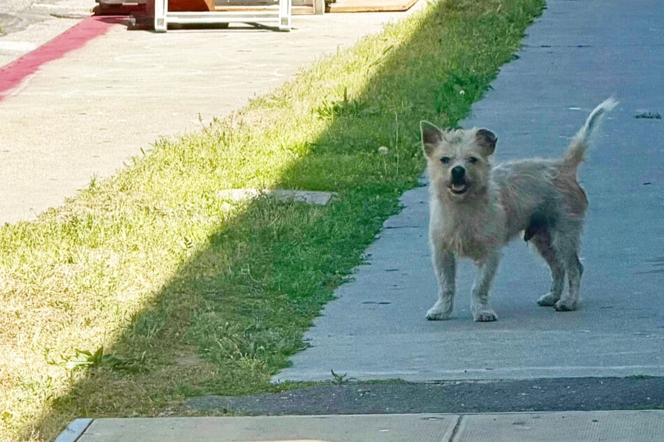 Stray dog keeps running to the same house for tragic reason: "They simply didn't want him anymore"