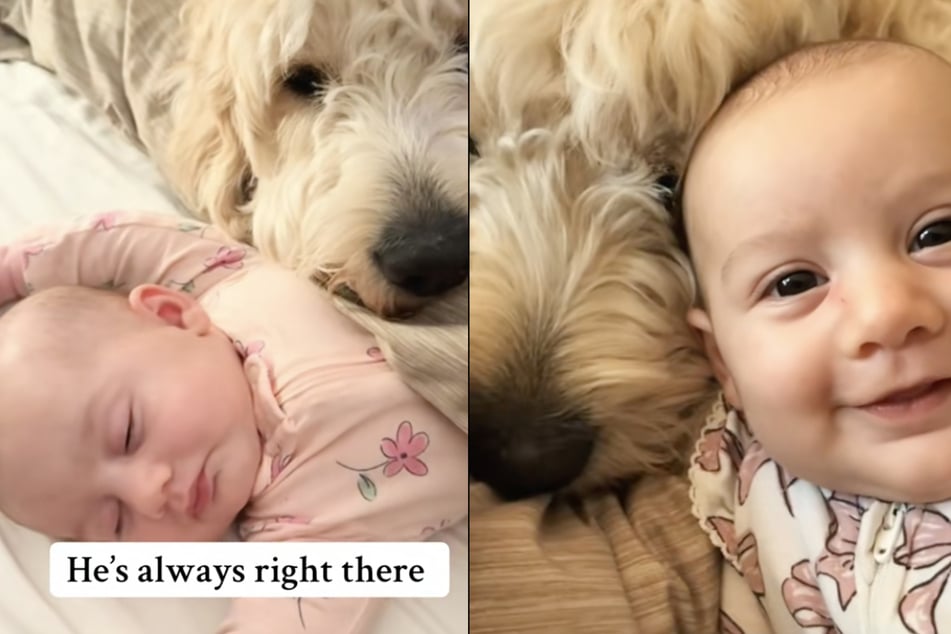 The dog named Theo has developed a special bond with his little baby sister over the last few months.