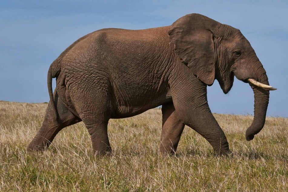 Elephants call out to each other using individual names that they invent for their fellow pachyderms, a scientific study said on Monday.