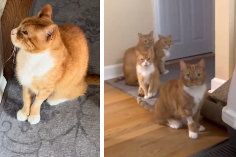 Cat owner finds her kitties lined up in a row for this hilarious reason in viral clip