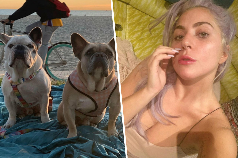 There's a shocking new lead in Lady Gaga's dognapping case