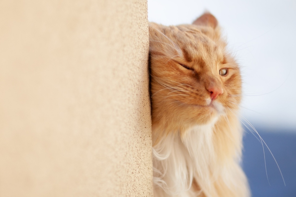 Why do cats rub against you?