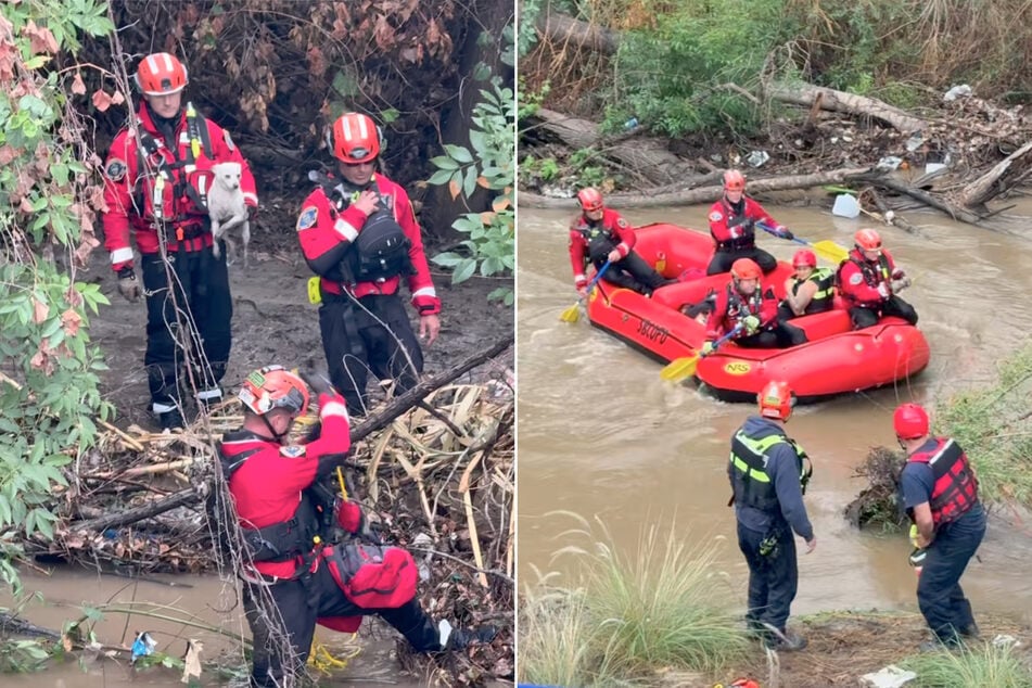 To bring the women and dogs to safety, the rescue teams approached in a boat.