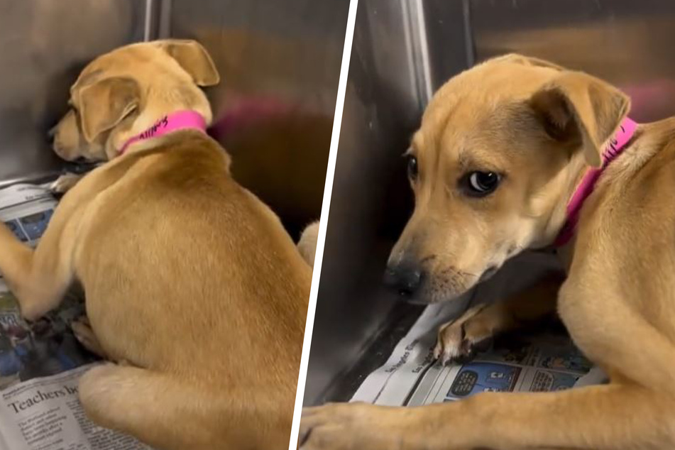 Dog who was "kicked out" by owners breaks hearts on TikTok