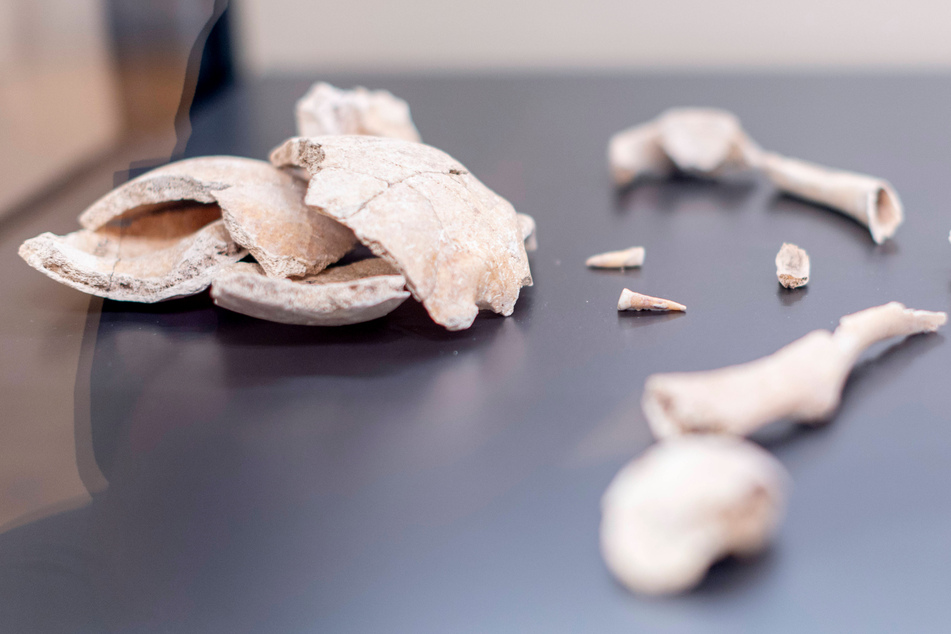 New findings have shed light on the human diet from over 10,000 years ago.