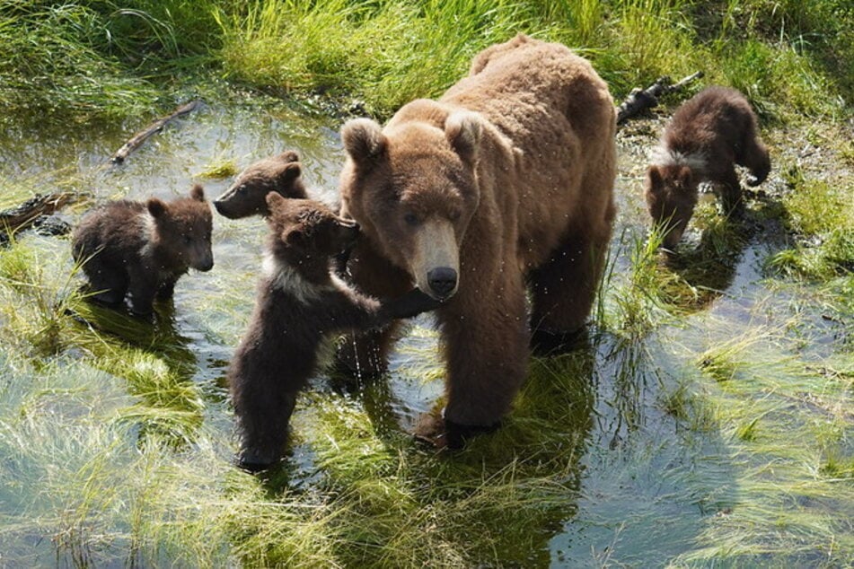 94 and her 4 spring cubs before they started backing on the pounds.