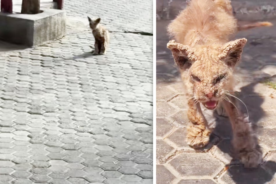 This cat was in bad shape, but he's transformed.