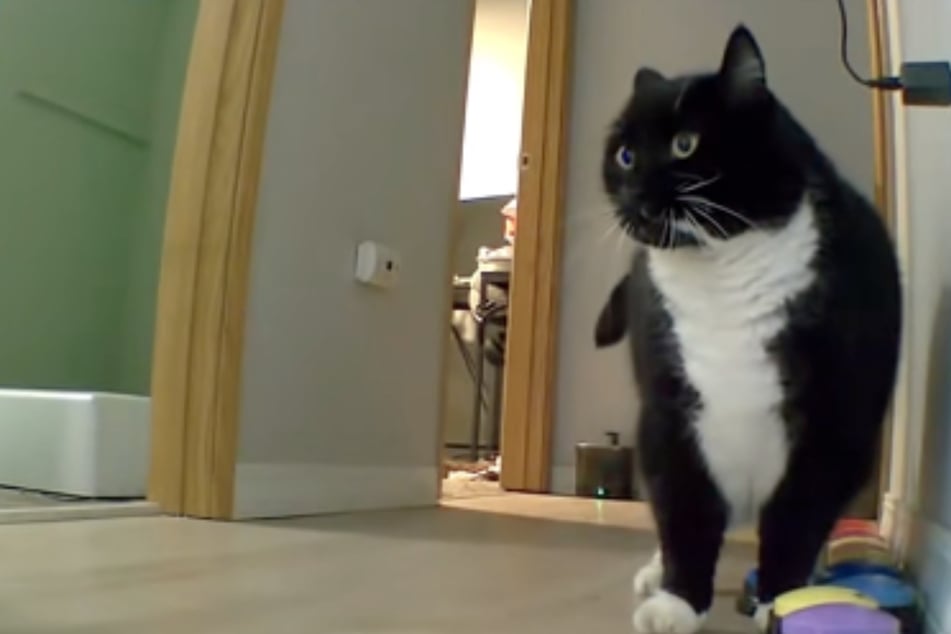 Cat owner is left speechless after her "talking" kitty's blunt reaction to music: "Noisy!"