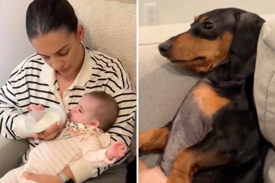 Dachshund dog Roo gives new baby sister hysterically judgy looks: "Return to Sender"