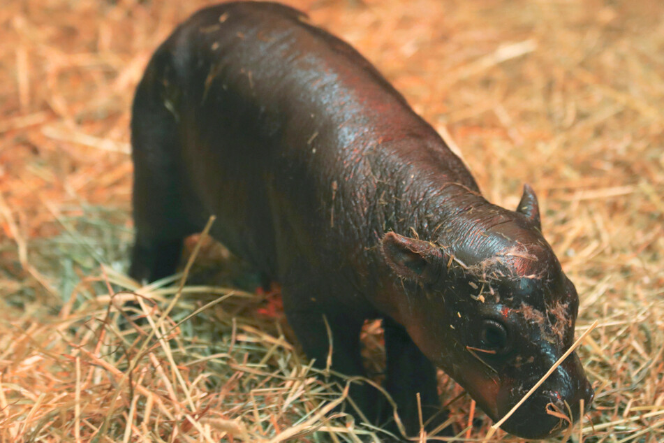 Move over, Moo Deng! Haggis the pygmy hippo has arrived
