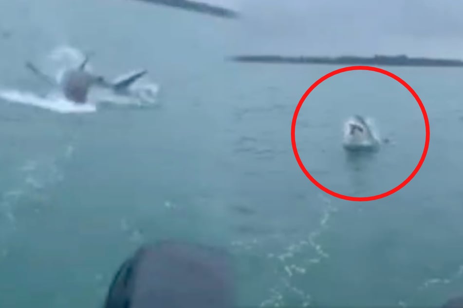Josh Lonergan was stunned when a huge great white shark took his bait.