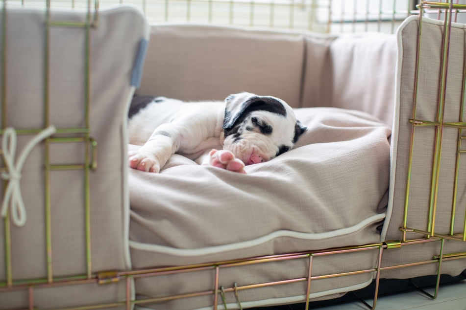 It is very important that you provide your dog with a retreat to escape to.