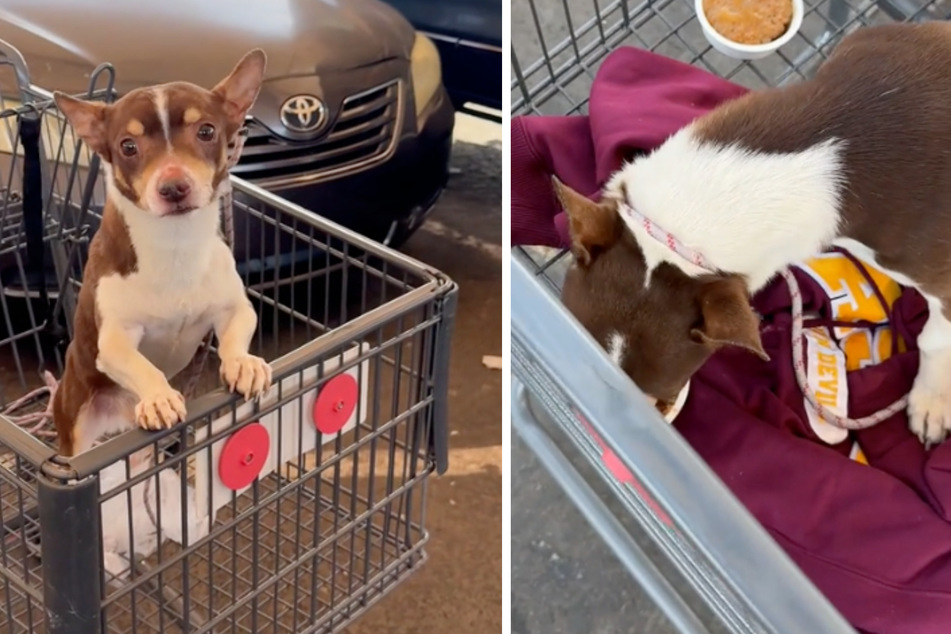 A TikToker was out and about in the city with a friend when the two suddenly discovered a small dog abandoned in a shopping cart.