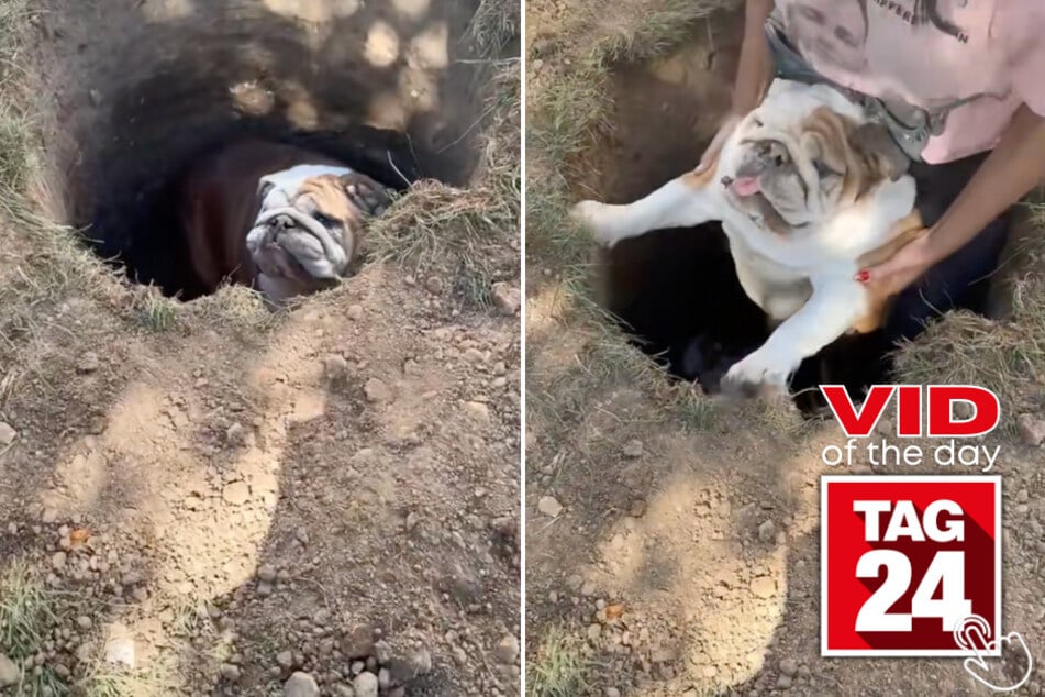 This dog couldn't help but fall into a hole... three times!