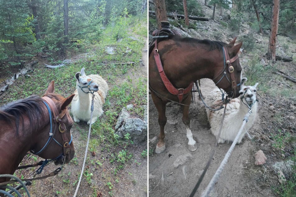 A deputy in Colorado tried to rescue a llama who clearly didn't want to budge.