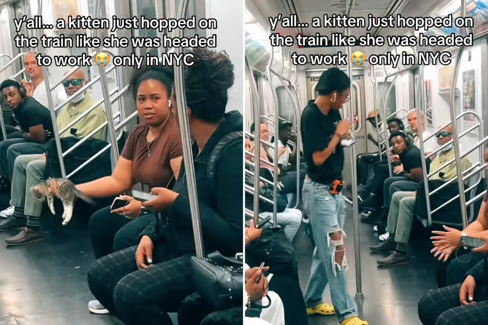 Subway passengers were baffled by the kitten, but there was no apparent owner searching for the cat.
