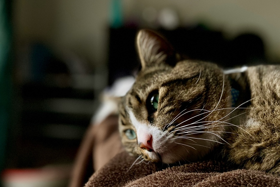 Cats can definitely mourn.