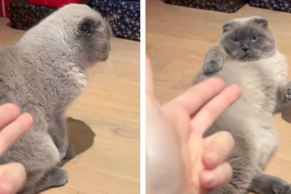 Howdy, paw-rtner: Cat gives impressive acting performance in viral TikTok clip