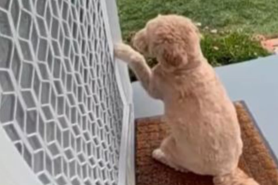 When Nicole Huynh heard knocking at the front door, she thought it was a delivery person. Instead, she looked down to see the neightbor's dog!