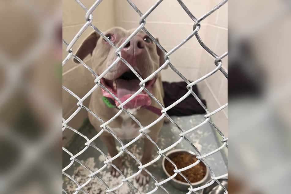 The Kanawha-Charleston Humane Association used social media to find this dog's family.