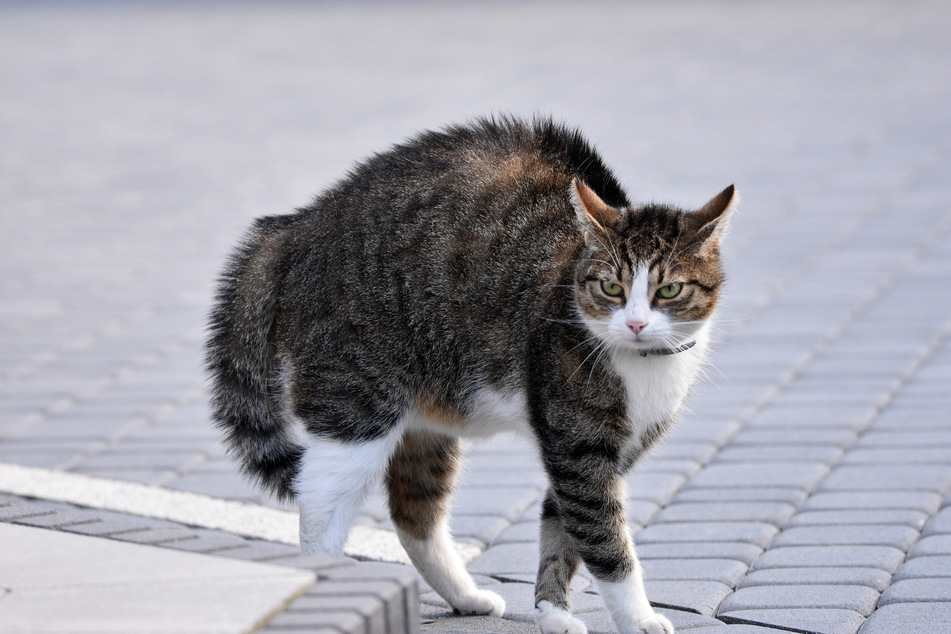 It is common for cats to arch their backs, and their reasons for doing so are manifold.