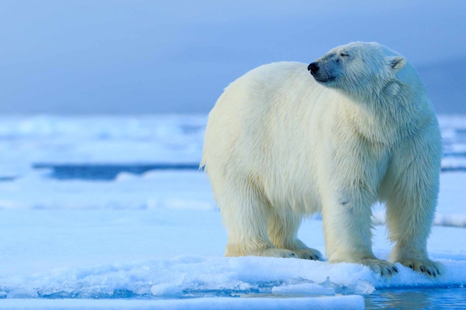 Alaskan polar bear tragically dies in species-first disease contraction