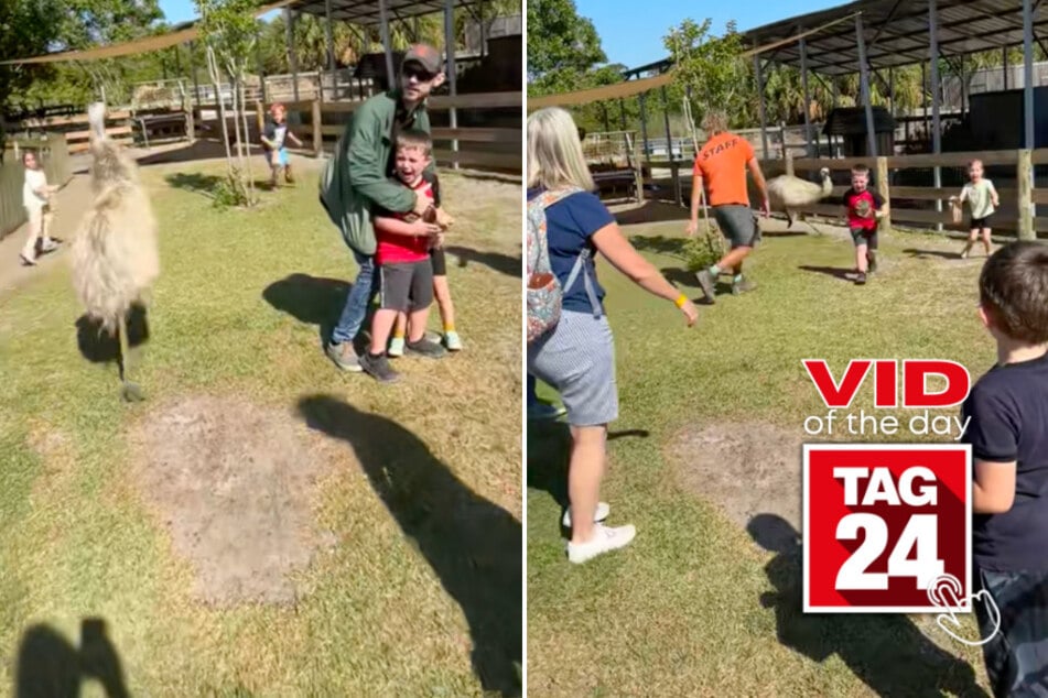 Viral Video of the Day for October 1, 2024: Ostrich terrifies school field trip in hilarious clip!