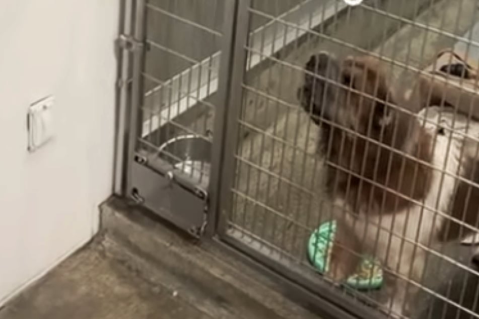 Shelter dog has a problem with men, so staff member resorts to dressing in drag!