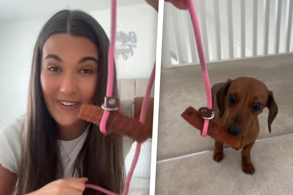 Lazy dog doesn't want to go for a walk – her owner's hilarious plan has TikTokers in stitches!