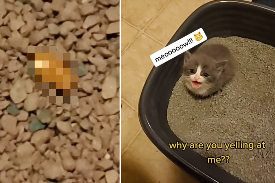 Tiny kitten's adventures in the litter box make millions laugh on TikTok