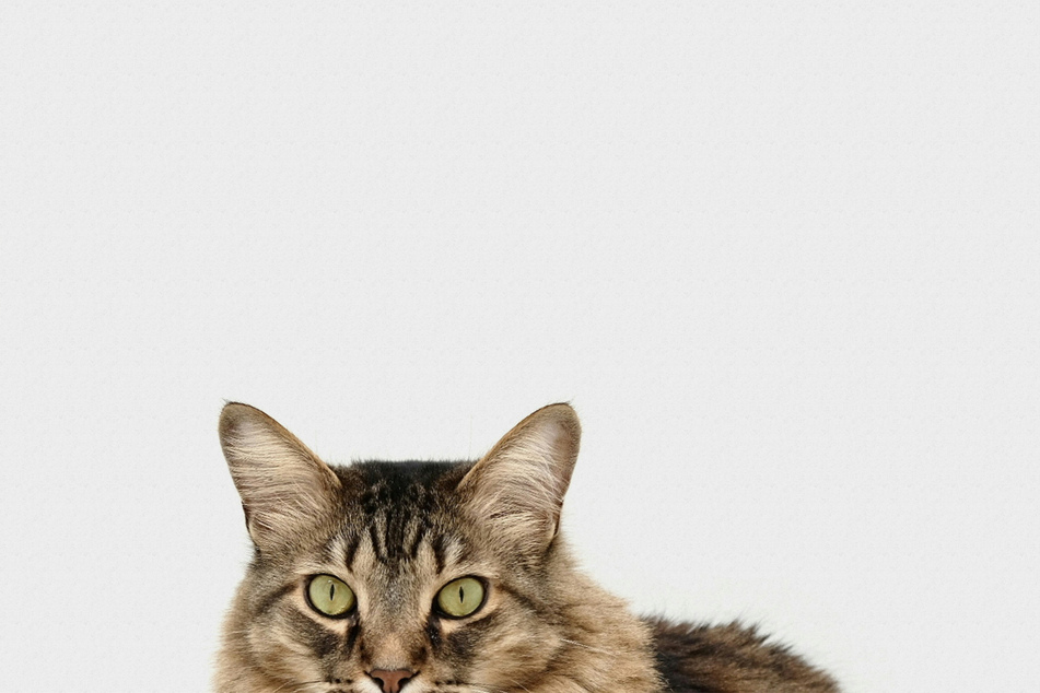 Hiccuping cats need to be treated carefully, as they could be seriously sick.