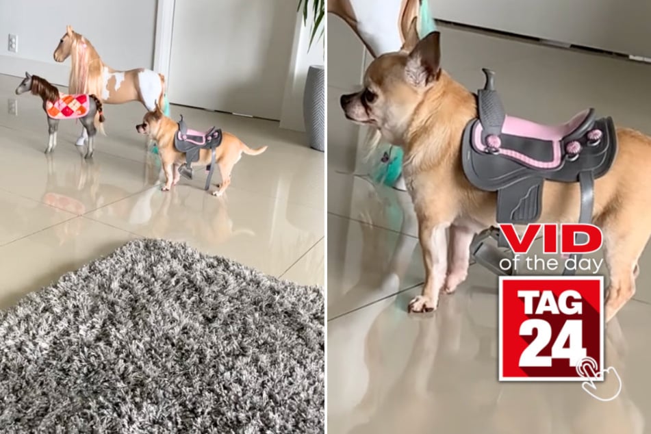 Viral Video of the Day for October 21, 2024: Saddle-wearing pup blends in perfectly with toy ponies!