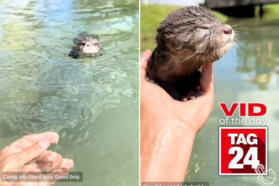 Today's Viral Video of the Day features a TikToker who gave swimming lessons to an adorable baby otter!