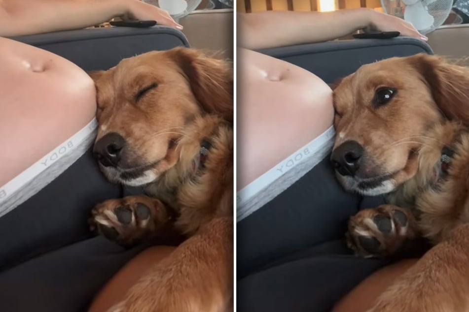 Dog has hilarious reaction to feeling pregnant owner's baby kick!