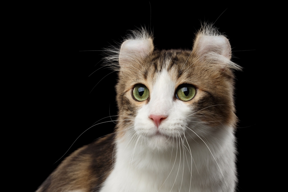 Some cat breeds stand out for their bizarre-looking ears.