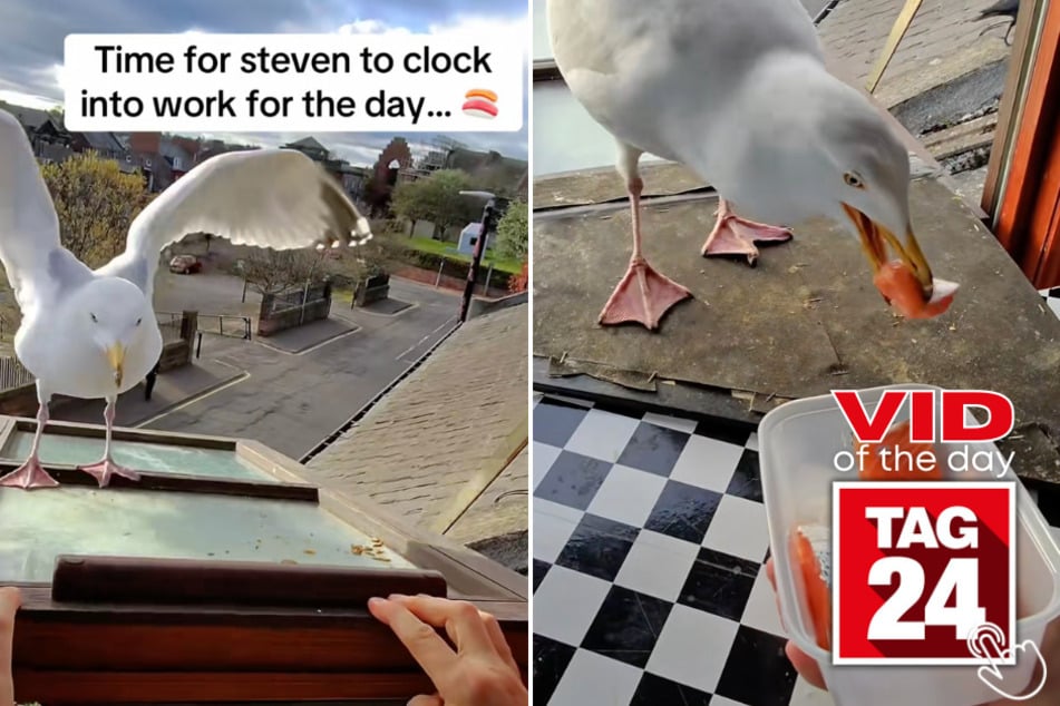 This seagull named Steven really flew over, sat on command, and politely waited for his salmon in today's Viral Video of the Day.