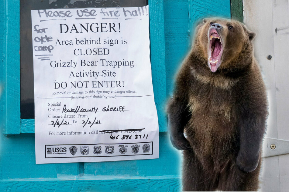 Grizzly bear that mauled a camping Montana woman to death is killed by officials