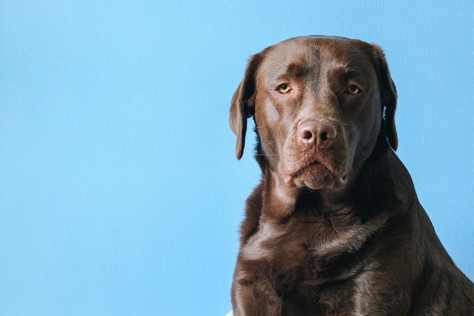 Most labradors are smiley and excitable - this one's just feeling a bit grumpy!