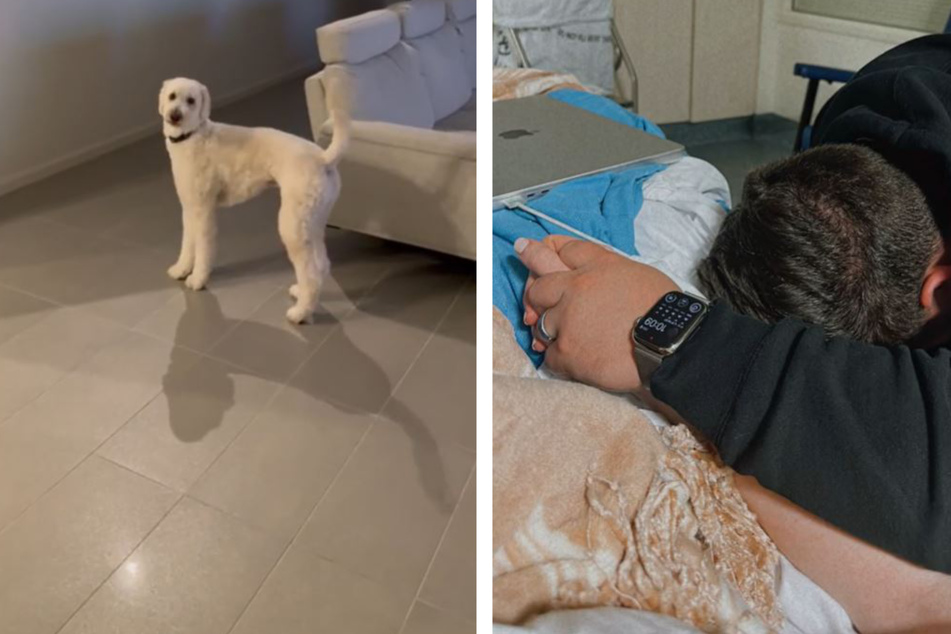 This dog's frantic search for his favorite human breaks TikTokers' hearts