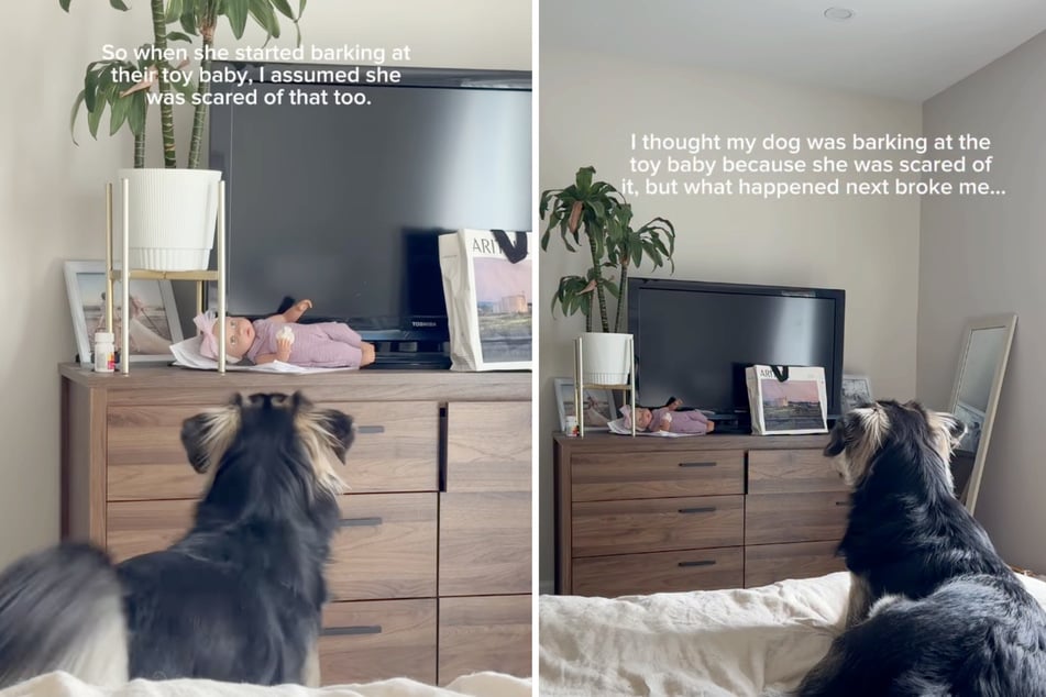 Was Smuckers the dog really afraid of a baby doll?