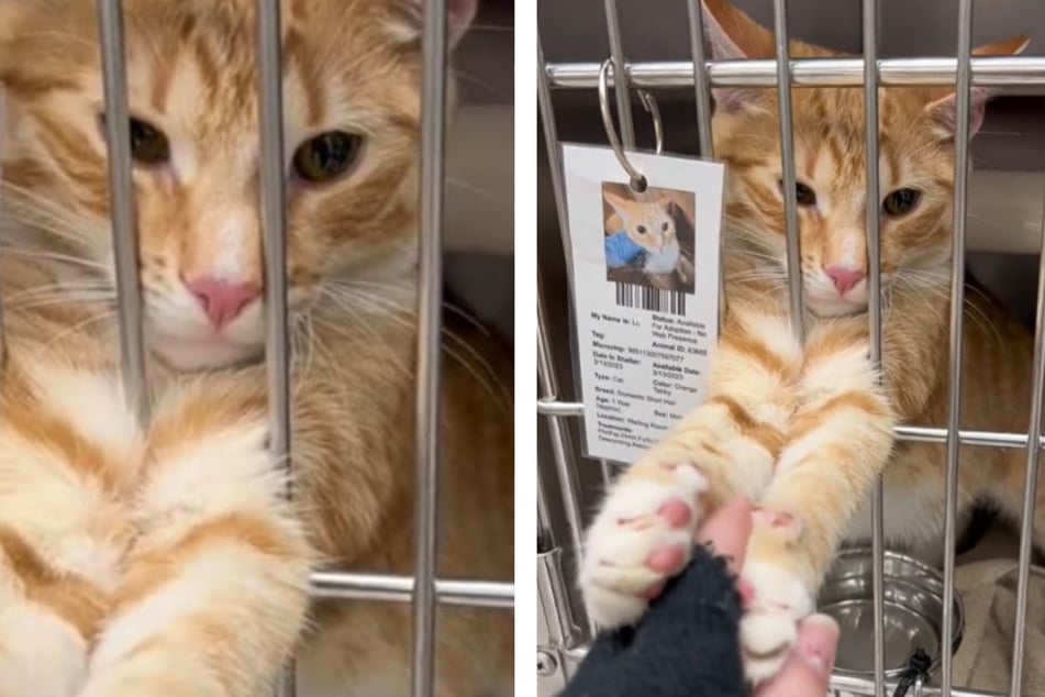 Rescue cat looking for love and a new home won't let go