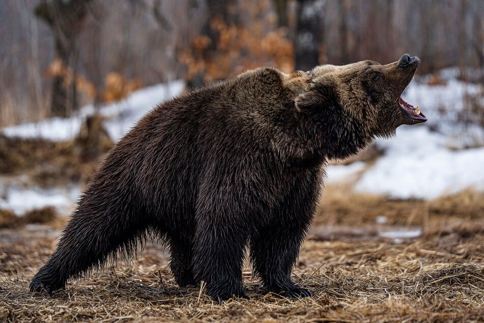 The attack could have been a lot worse if Sarah's partner hadn't come to her rescue (stock image).