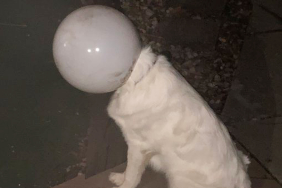 Dog, astronaut, or both?