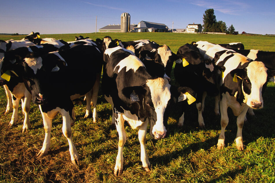 A person has been infected with bird flu after dairy cattle became sick with the virus (file photo).