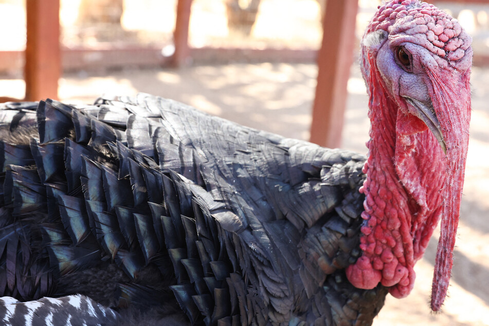 A gang of wild turkeys is terrorizing citizens of a small Massachusetts town