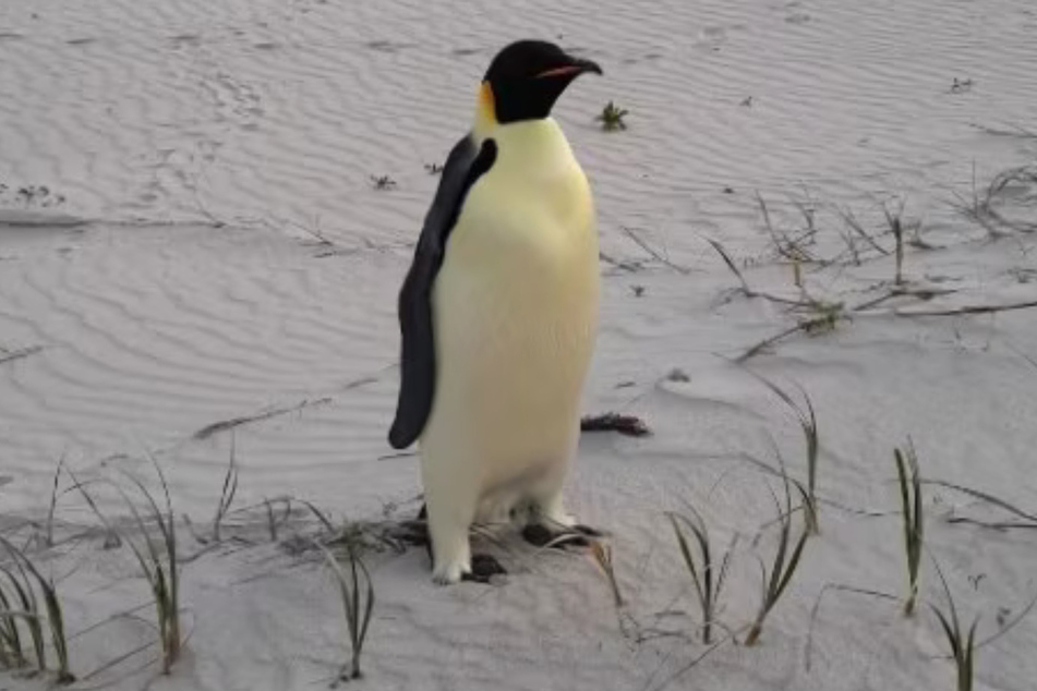 Emperor penguins are normally at home in the icy Antarctic, but earlier this month, a young penguin unexpectedly appeared 2,000 miles north!