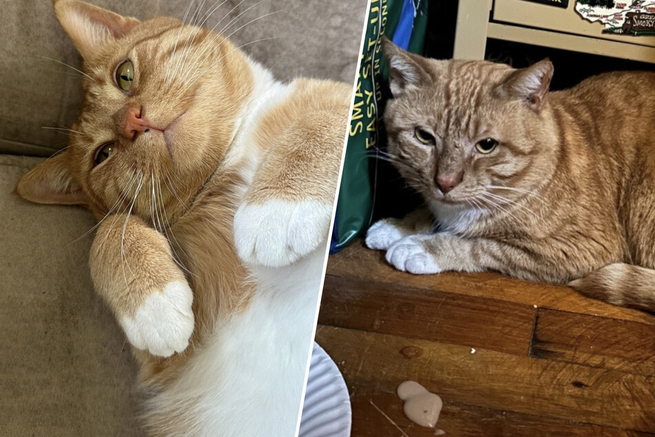 Cat lives in abandoned house for eight months after owner's death – will he learn to love again?